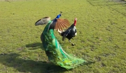 Gà tây đại chiến ác liệt với công ngay khi chạm mặt